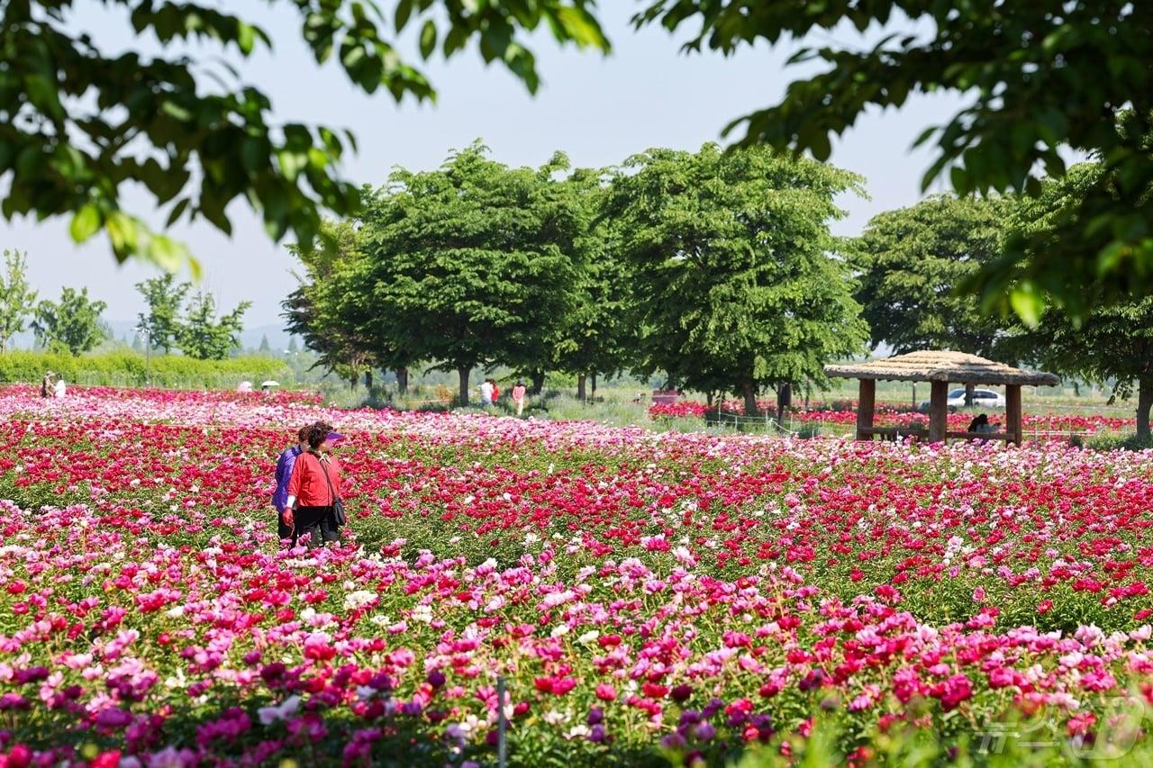 본문 이미지 - 함안군 칠서면 강나루생태공원의 작약꽃밭(함안군 제공).