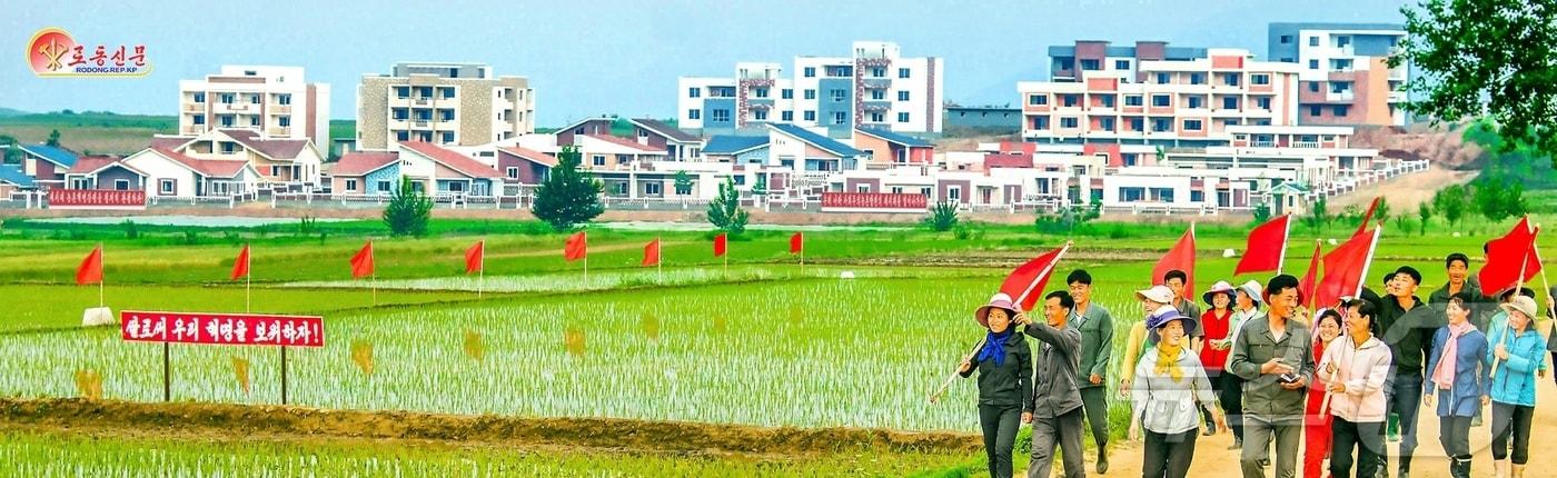 본문 이미지 - (평양 노동신문=뉴스1) = 북한 노동당 기관지 노동신문은 1일 "지난 5월 30일까지 전국적인 모내기 실적이 93%, 시군 150여개에서 기본면적의 모내기가 결속했다＂라면서 ＂주타격전방에 다수확의 열의가 차넘친다＂라고 보도했다. 사진은 태탄군. [국내에서만 사용가능. 재배포 금지. DB 금지. For Use Only in the Republic of Korea. Redistribution Prohibited] rodongphoto@news1.kr