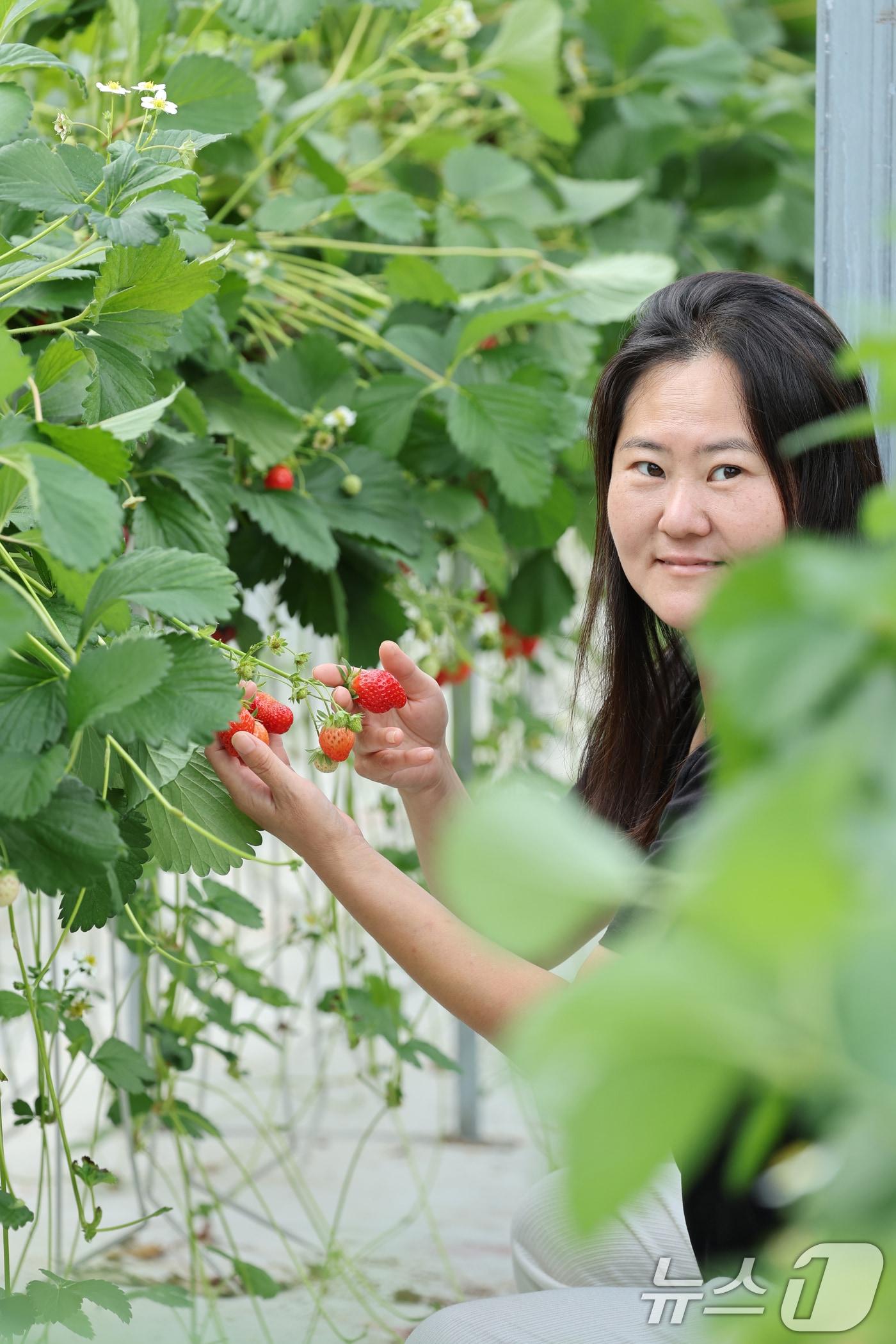 본문 이미지 - 신안 1호 딸기학교 김미진 씨 2024.6.1/뉴스1 ⓒ News1 김태성 기자
