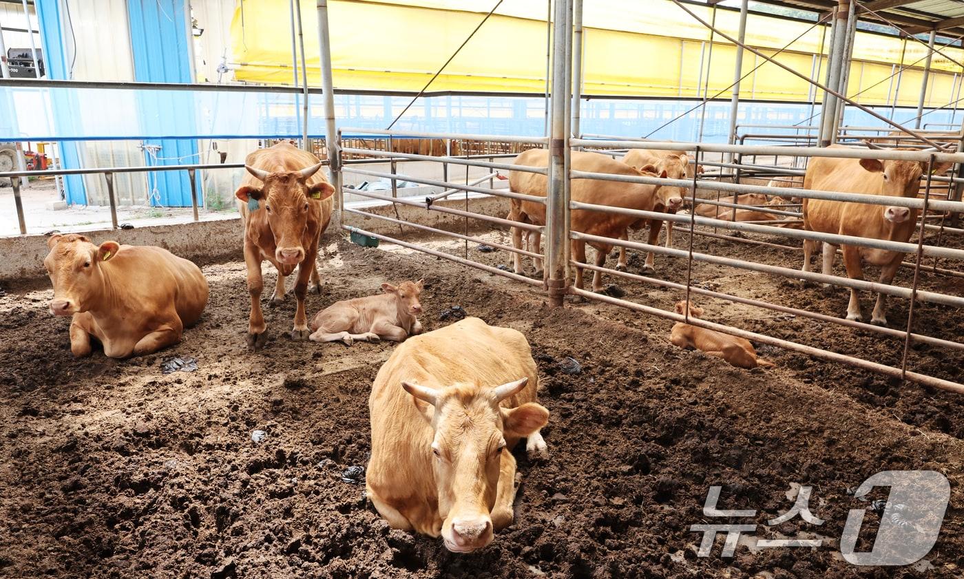 축산농가 자료사진(뉴스1/DB)ⓒ News1