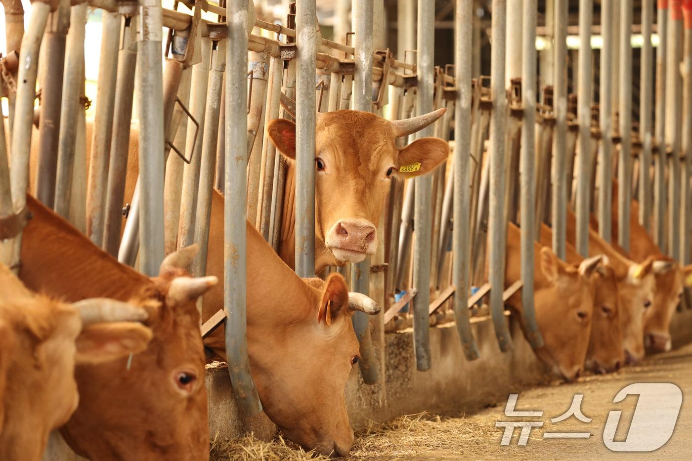 본문 이미지 - 기사 이해를 돕기 위한 자료 사진으로, 기사 내용과 직접 관련 없음. ⓒ News1