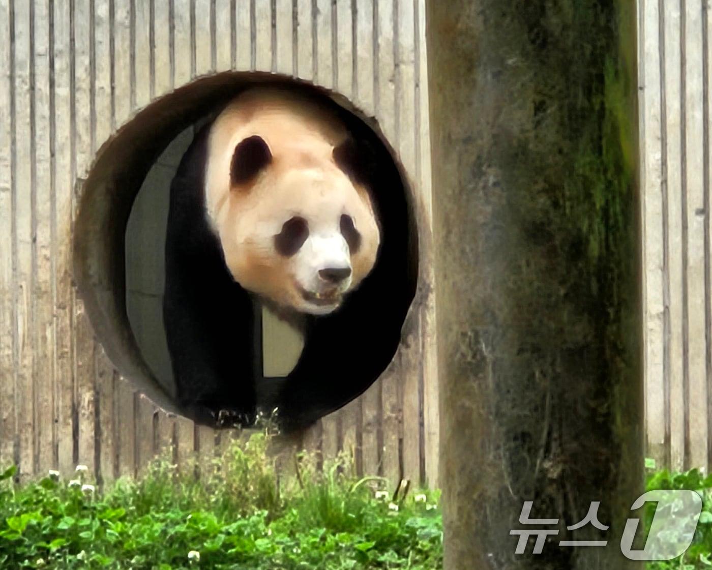 본문 이미지 - 2024년 6월 중국 쓰촨 워룽 선수핑 기지에서 자이언트 판다 푸바오가 일반에 공개되는 모습. 2024.6.12/뉴스1 ⓒ News1 정은지 특파원