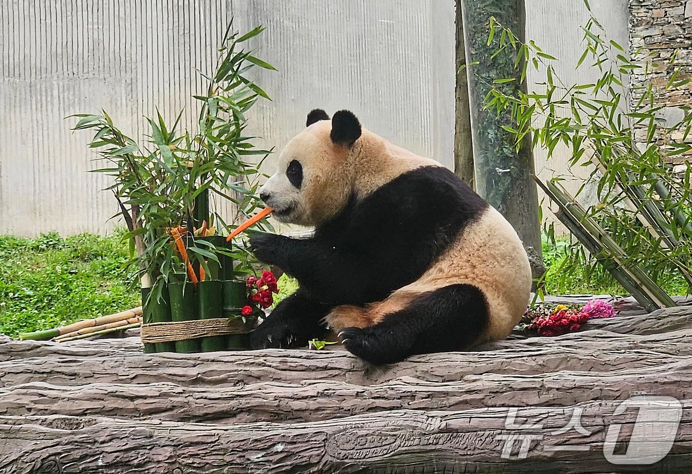 본문 이미지 - 지난 2024년 중국 쓰촨성 워룽 선수핑 기지에서 자이언트 판다 푸바오가 일반에 공개되고 있다.ⓒ News1 정은지 특파원