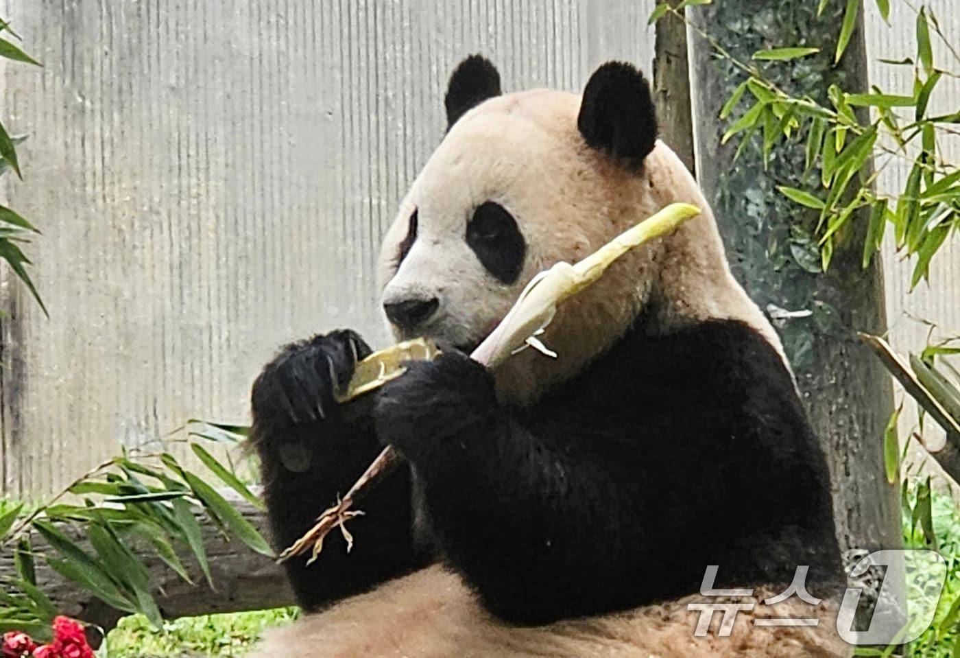 12일(현지시간) 중국 쓰촨성 워룽 선수핑 기지에서 자이언트 판다 푸바오가 일반에 공개되고 있다. 2024.6.12/뉴스1 ⓒ News1 정은지 특파원