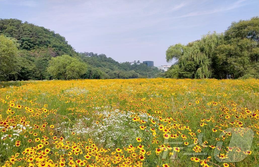 본문 이미지 - 팔현생태공원에 피어 있는 춘자국 군락 (대구 수성구 제공)