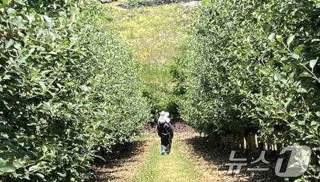 본문 이미지 - 강원 평창군의 과수화상병 예방활동 자료사진. (평창군 제공) 2024.6.12/뉴스1