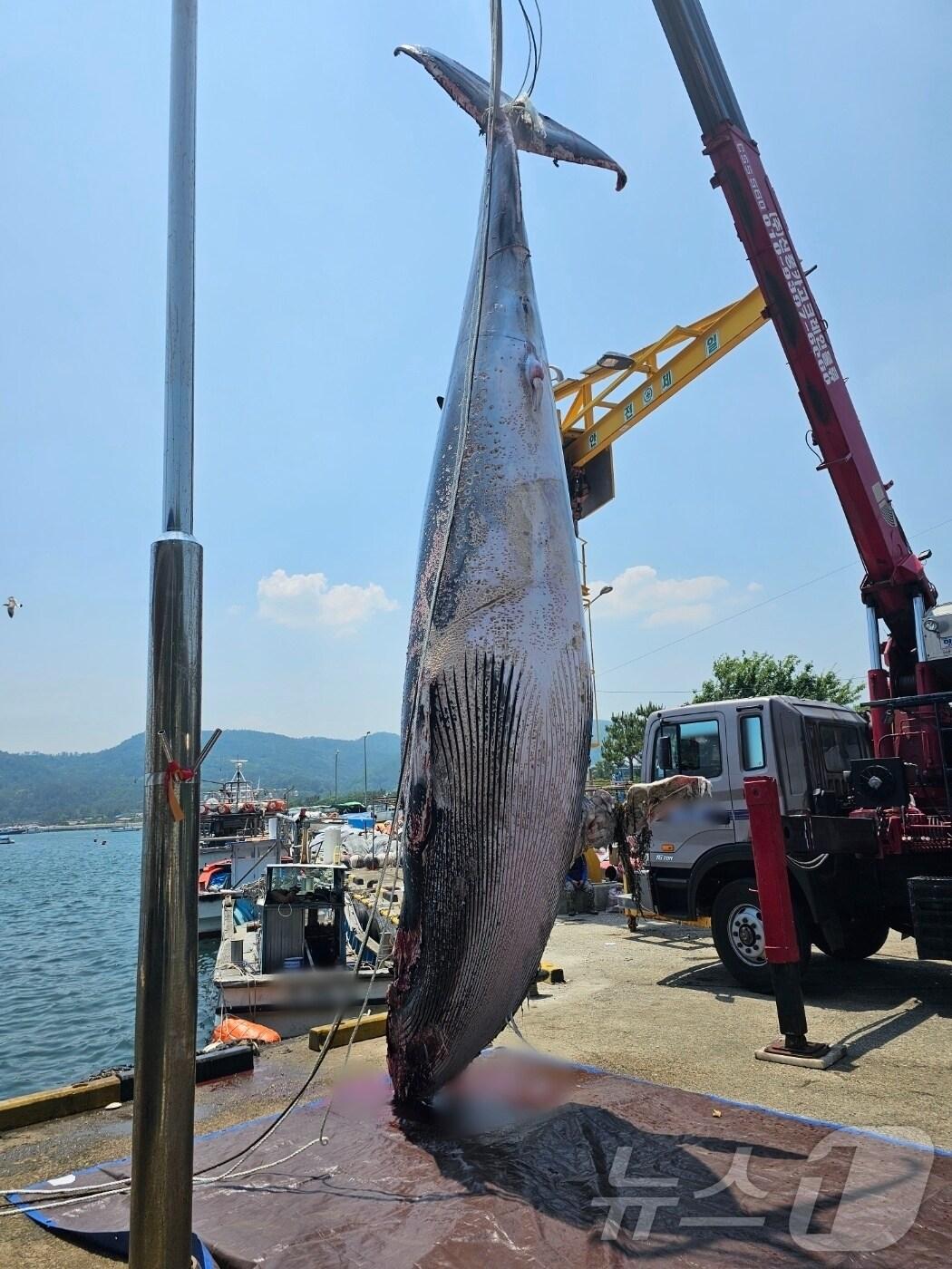본문 이미지 - 12일 오전 10시 30분쯤 경북 경주시 감포읍 대본리 동방 11km 해상에서 조업에 나섰던 통발어선 A호 선장이 그물에 걸려 죽은 길이 7.88m 크기의 밍크고래를 발견, 해경에 신고했다. (포항해양경찰서제공) 2024.6.12/뉴스1 