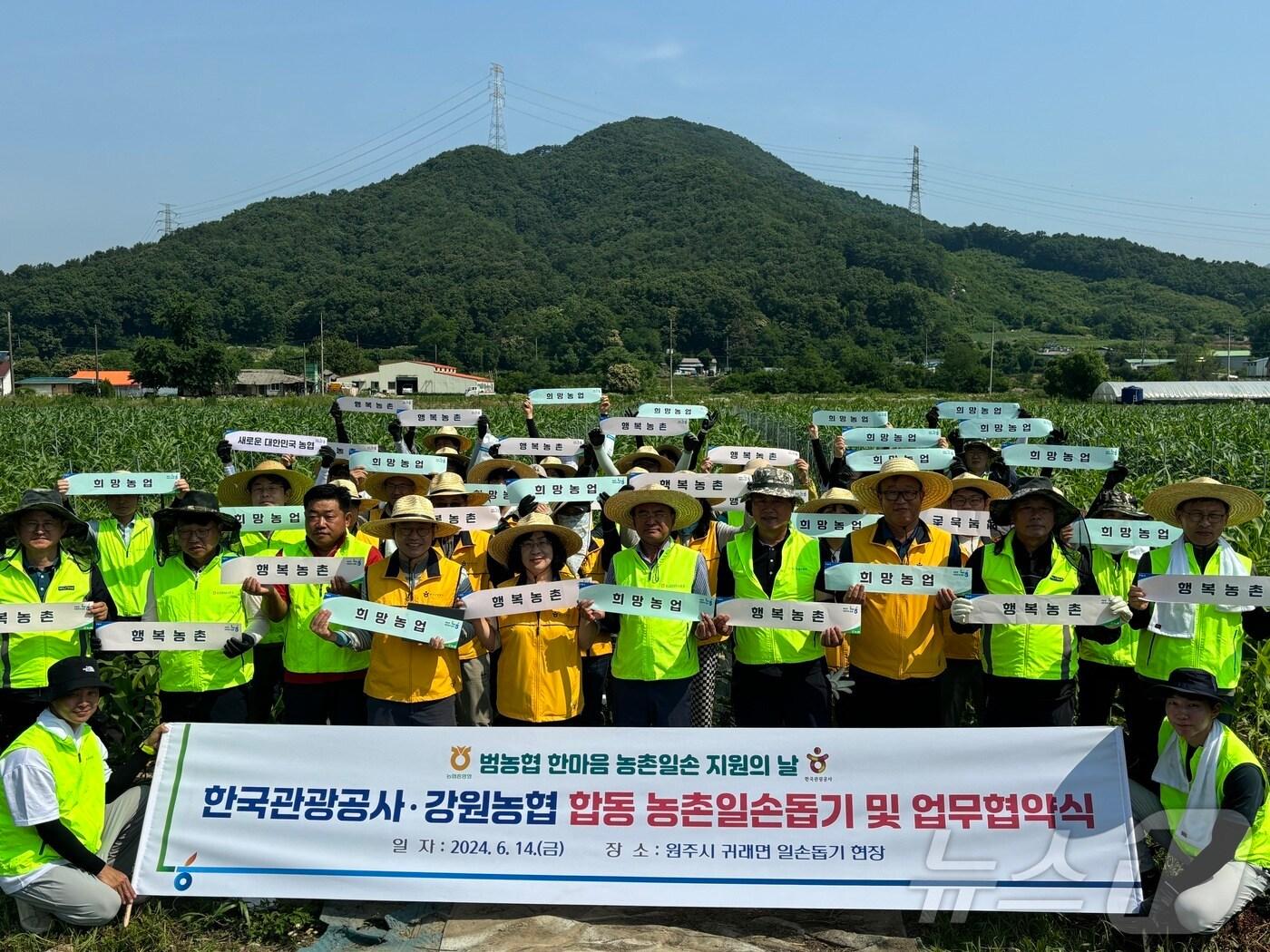 본문 이미지 - 농협중앙회 강원본부와 한국관광공사는 14일 원주시 귀래면 소재 마 재배 농가에서 합동 농촌 일손 돕기를 실시했다.(농협 강원본부 제공)/뉴스1