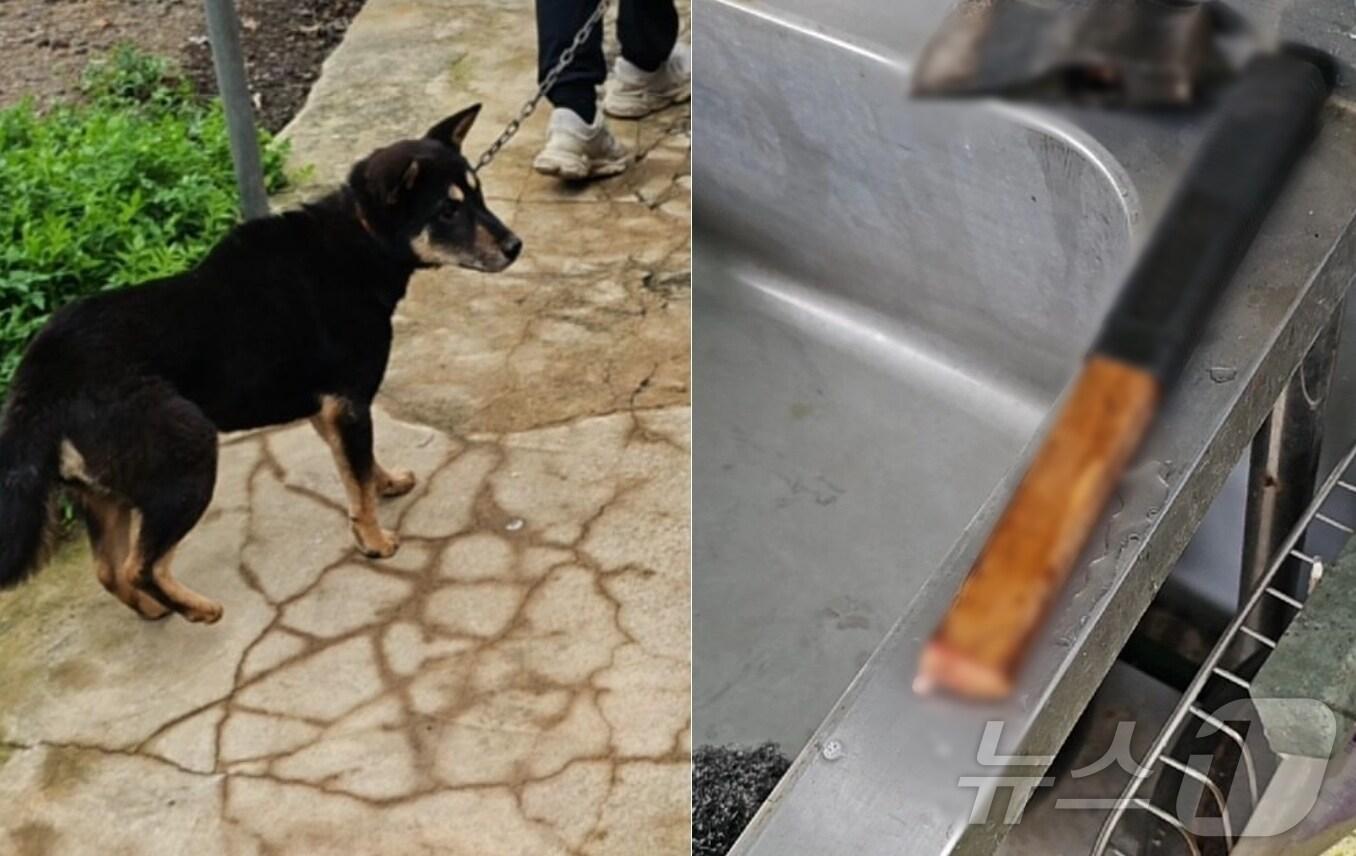 본문 이미지 - 12일 제주시 조천읍 대흘리 한 과수원에서 60대 남성 A씨가 개 1마리를 도살해 동물보호법 위반 혐의로 체포됐다. 현장에서는 도살에 사용된 것으로 추정되는 도끼(오른쪽)가 발견됐으며 나머지 개 2마리(왼쪽)가 구조됐다.(제주 행복이네 유기견보호소 SNS 갈무리)