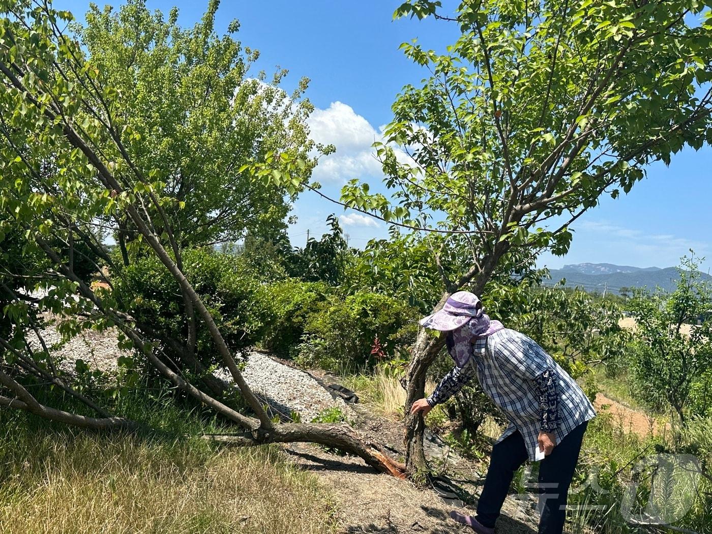 본문 이미지 - 16일 오전 11시께 찾은 전북자치도 부안군 행안면 행산문화마을에서 김혜숙 씨&#40;70&#41;가 반으로 쪼개진 살구나무 앞에서 설명하고 있다.2024.6.16/뉴스1 ⓒ News1 장수인 기자