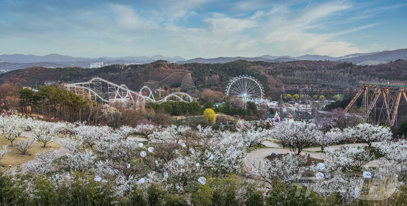 에버랜드 봄 풍경(클룩 제공)