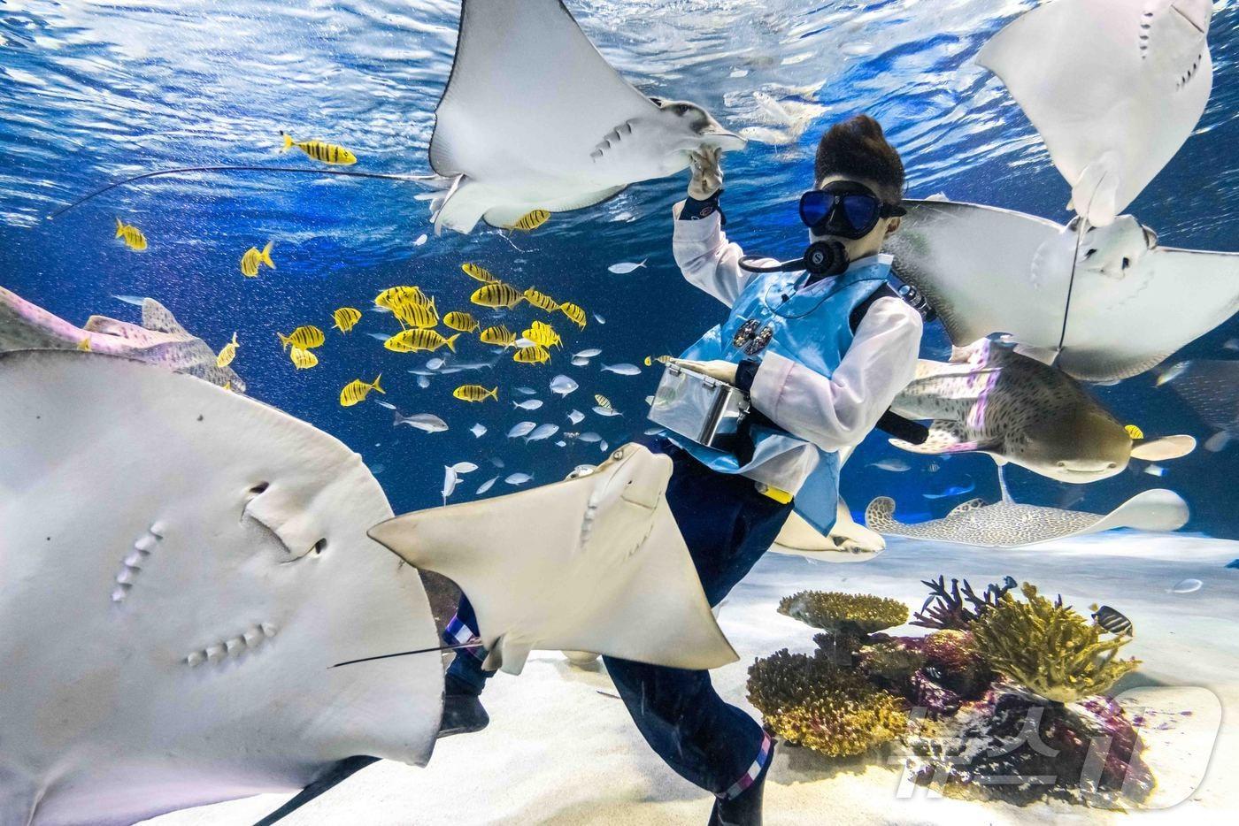 아쿠아플라넷63에서 피딩쇼가 펼쳐지고 있다.(한화호텔앤드리조트 제공)