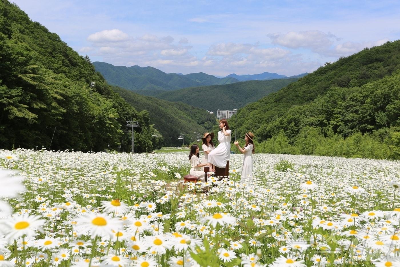 본문 이미지 - 샤스타데이지가 만발한 슬로프 풍경(하이원리조트 제공)