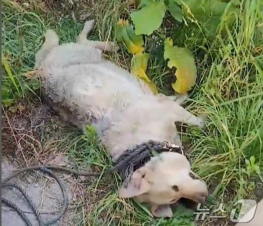 본문 이미지 - (미소사랑 SNS 갈무리)