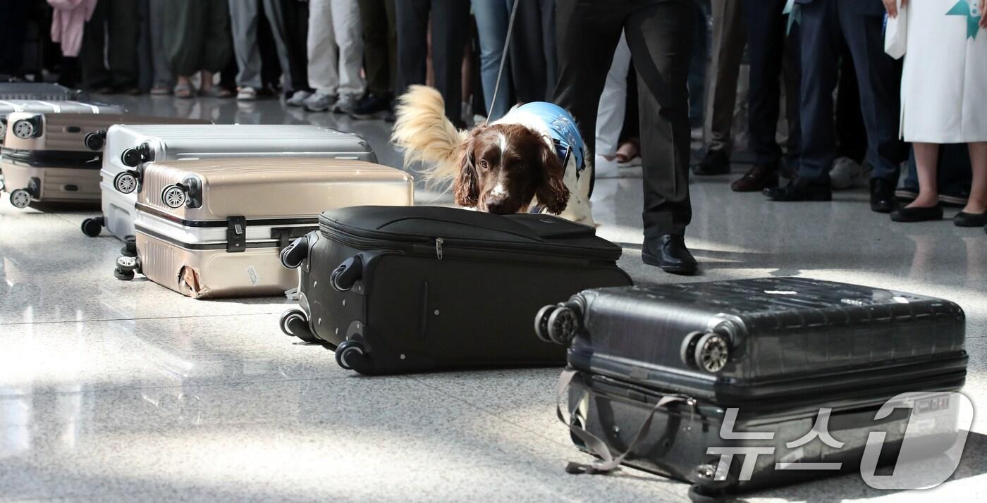 인천공항에서 탐지견이 휴대가방에 든 물품의 탐지 시연을 하고 있다&#40;자료사진&#41;. 2024.6.18/뉴스1 ⓒ News1 이승배 기자
