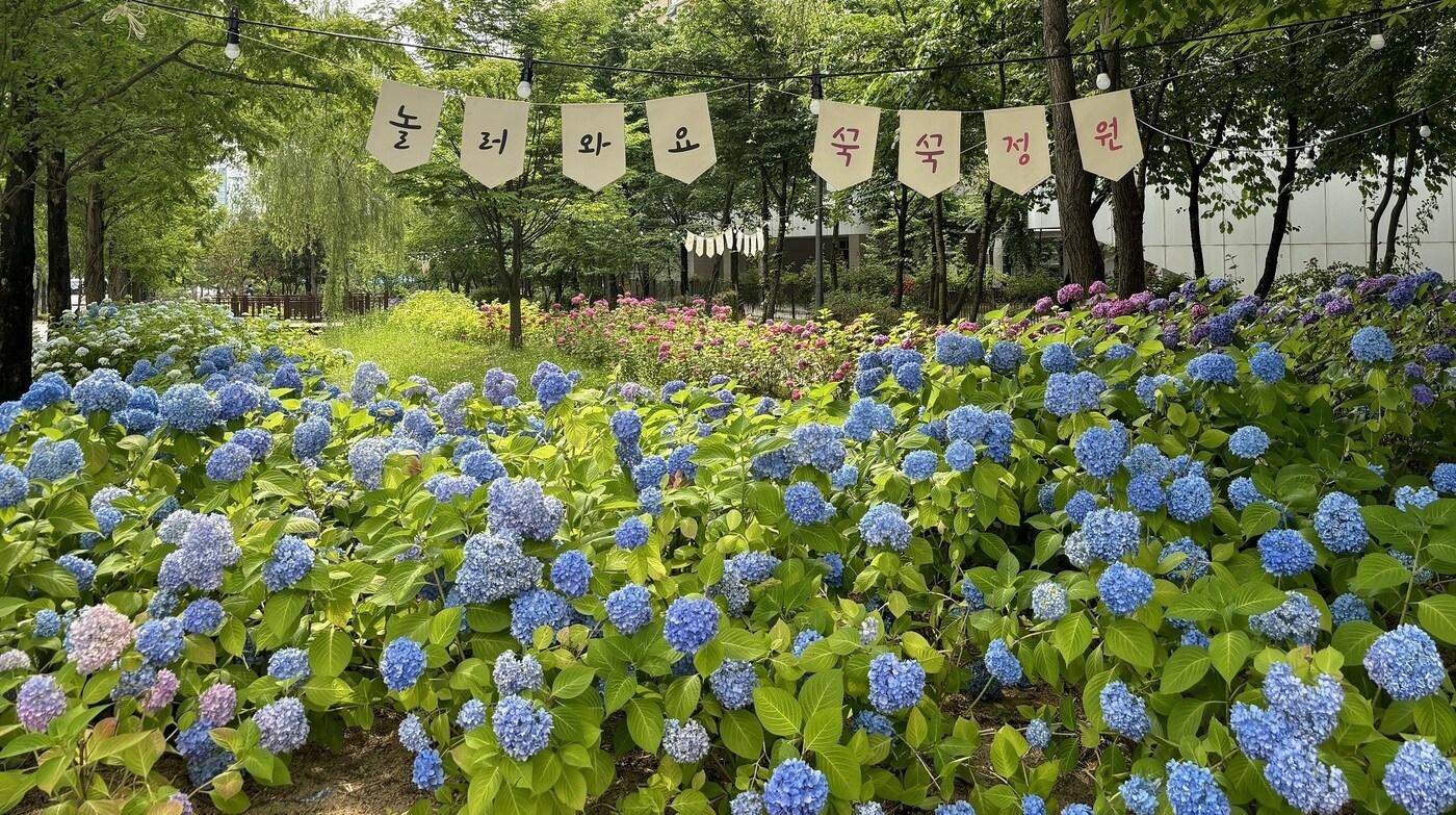  세종시 종촌동 제천뜰 근린공원에 조성된 수국정원. (세종시 제공) / 뉴스1