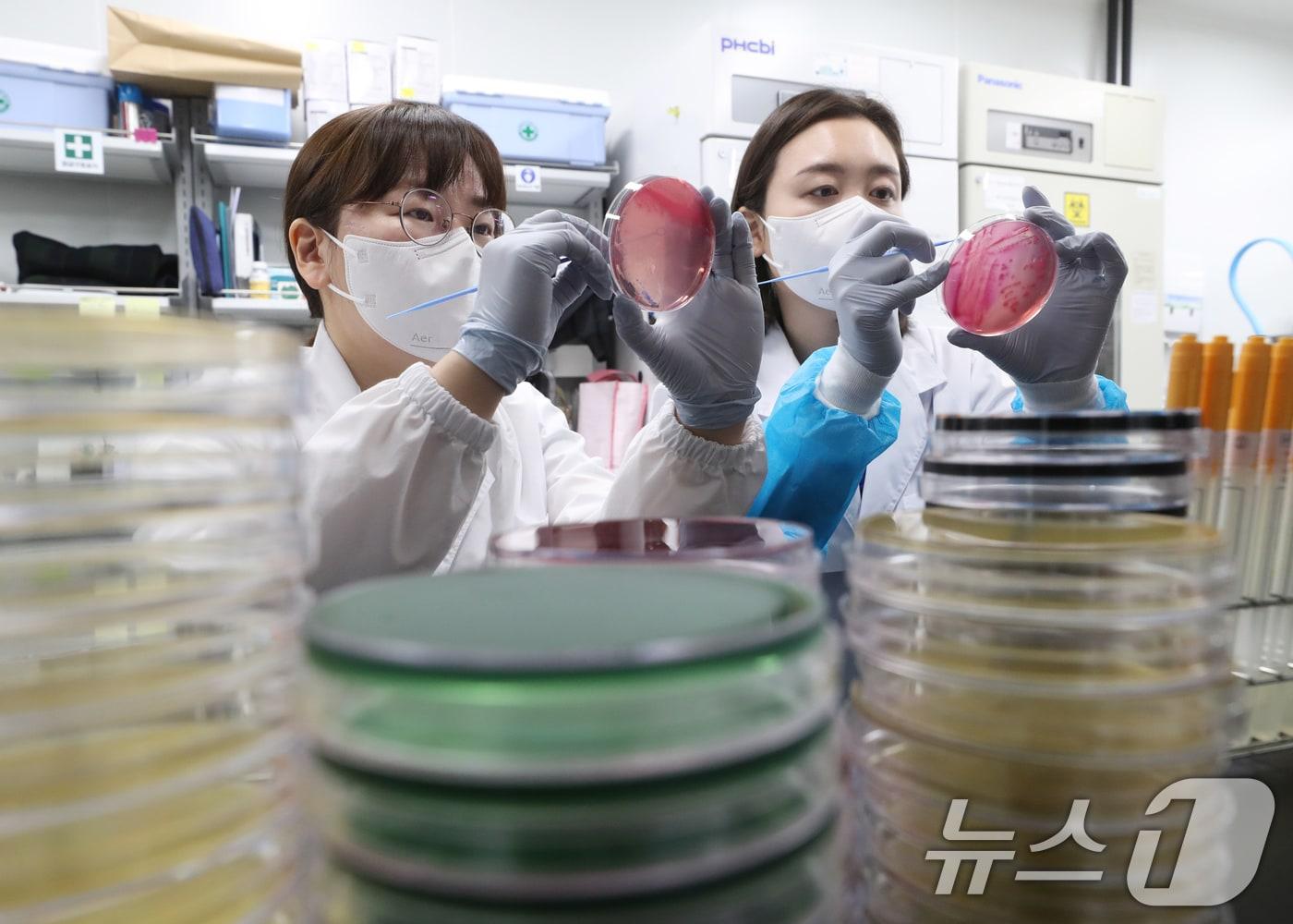 본문 이미지 - 대구시는 8일부터 26일까지 대구식약청 및 5개 구·군과 함께 위생 취약시설에 대한 식중독 예방 점검 및 홍보를 벌인다. 사진은 지난달 경기 수원시 권선구 경기도보건환경연구원에서 감염병연구부 수인성질환팀 직원이 식중독균 배양검사를 하는 모습. 2024.6.19/뉴스1 ⓒ News1 자료 사진