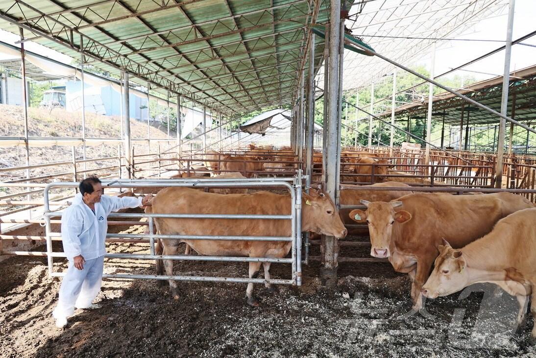 본문 이미지 - 전북자치도 임실군이 농업인의 안전사고 예방을 위해 신기술이 접목된 한우 접이식 보정틀 장치를 보급한다.(임실군제공)2024.6.19/뉴스1