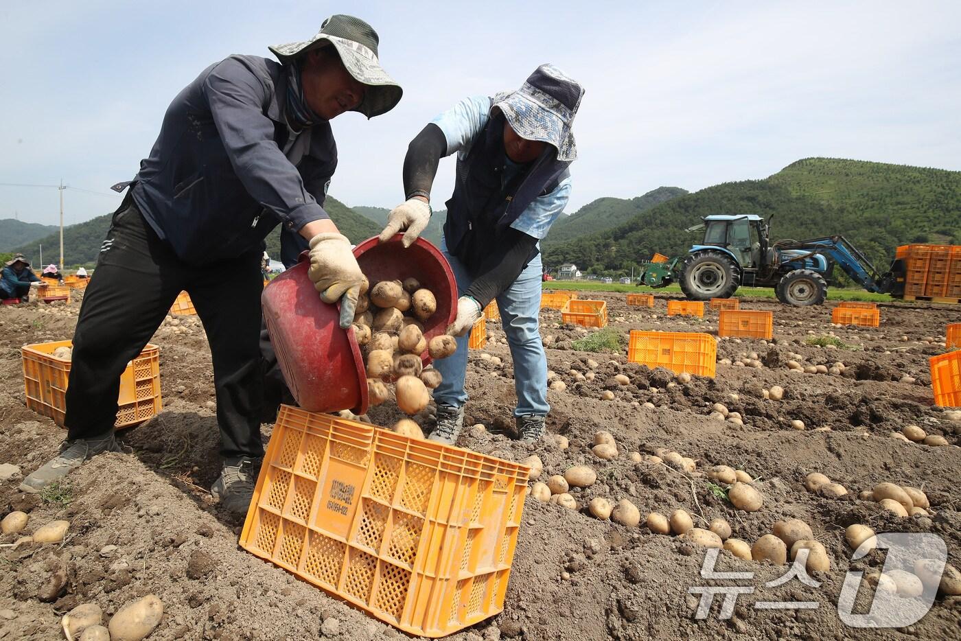 외국인 계절근로자들이 감자를 수확하고 있다.&#40;자료사진&#41;/뉴스1