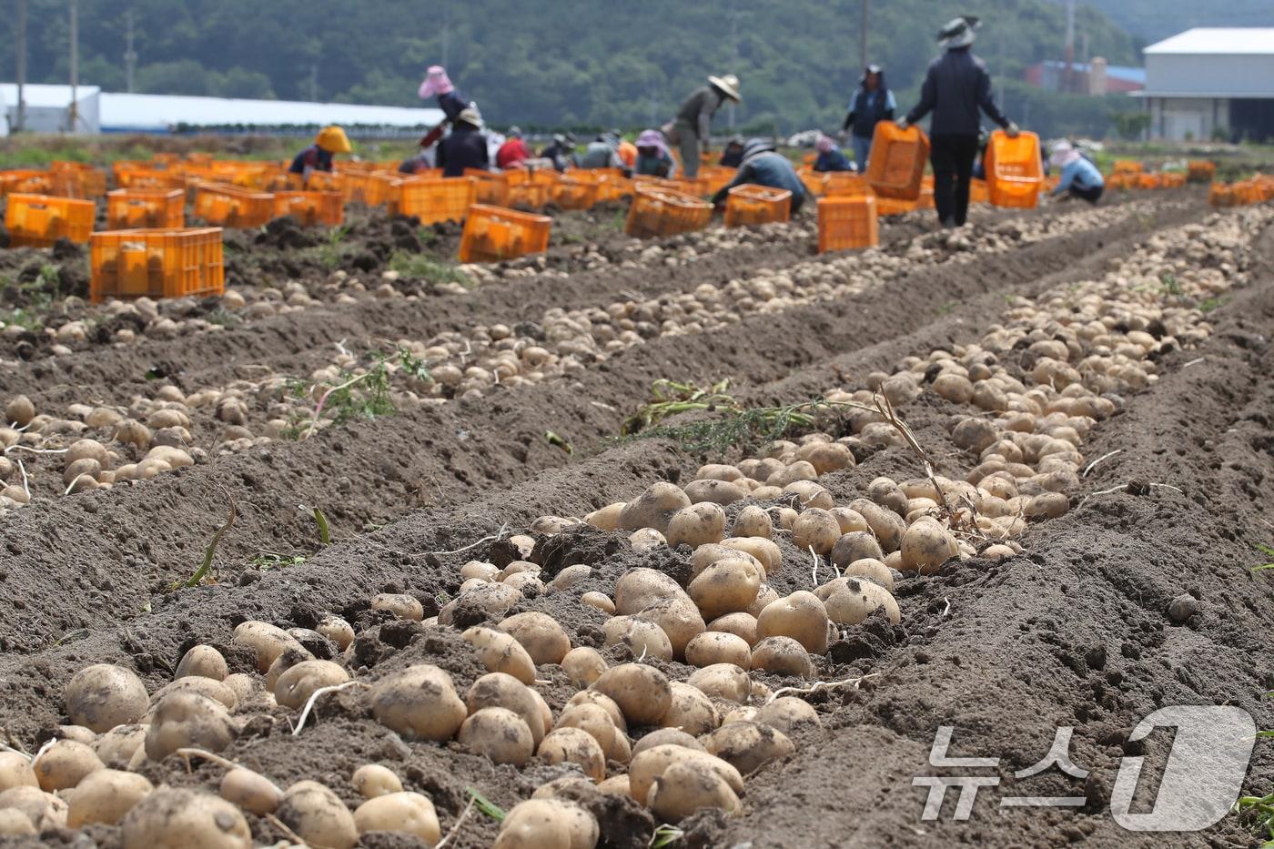 기사 이해를 돕기 위한 외국인 계절근로자 업무 현장 자료 사진으로, 기사 내용과 직접 관련 없음. ⓒ News1