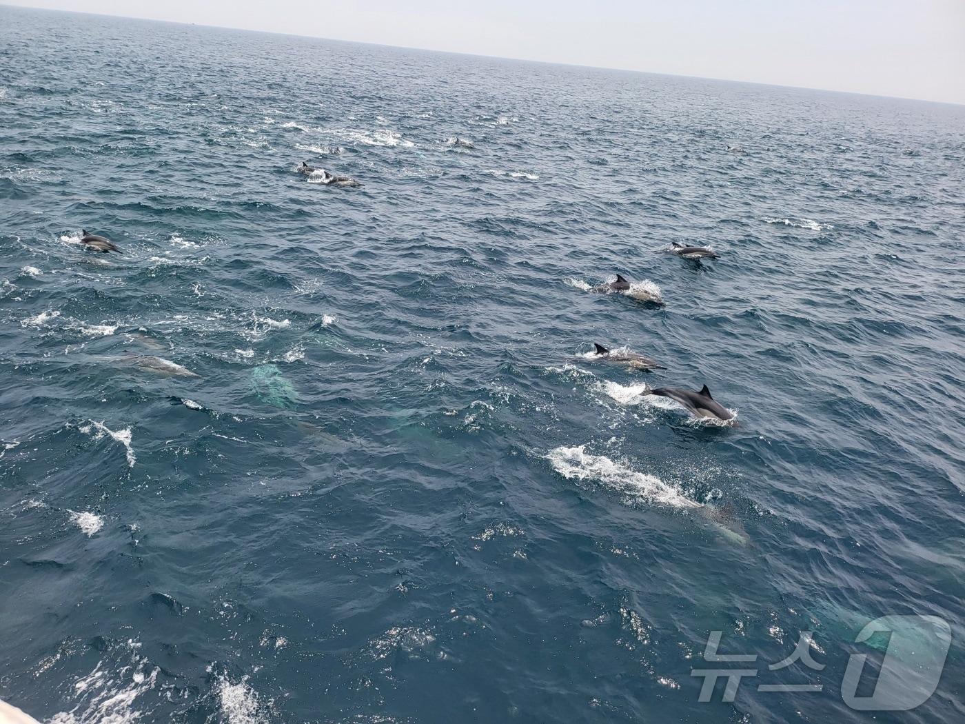 본문 이미지 - 고래바다여행선 참돌고래떼 발견 (남구청 제공)