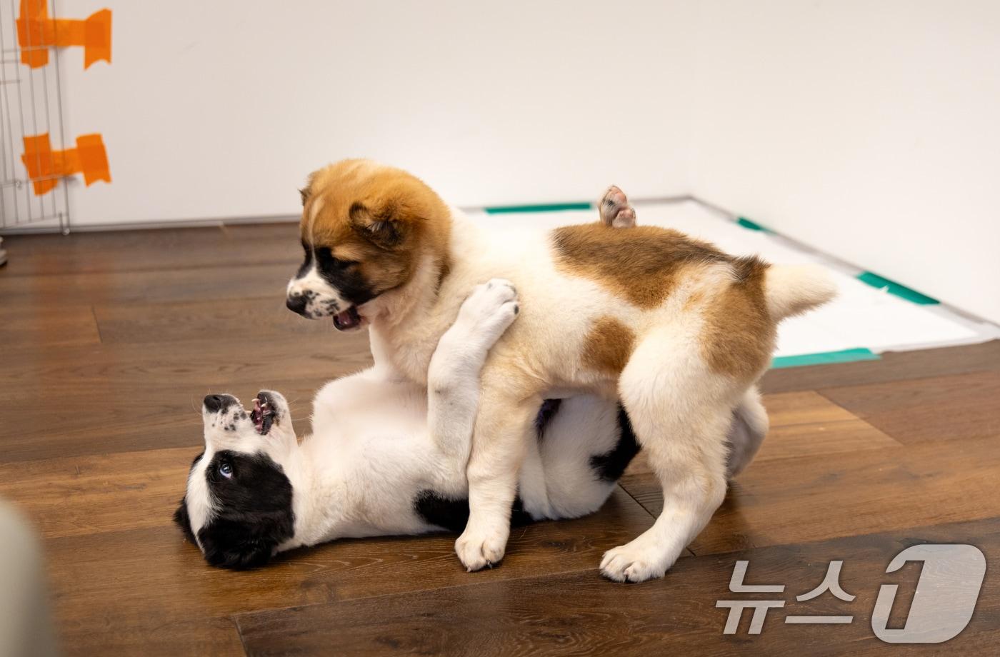 윤석열 대통령 부부가 중앙아시아 순방에서 구르반굴리 베르디무하메도프 투르크메니스탄 최고지도자 겸 인민이사회의장 부부로 부터 선물로 받은 투르크메니스탄 국견 알라바이 두 마리가 지난 18일 인천공항에 도착했다. 알라바이는 19일 오후 주한 투르크메니스탄대사관에서 한국 정부에 공식 인계돼, 대통령 관저에서 한국 생활을 시작했다. 사진은 투르크메니스탄 국견 알라바이의 대통령 관저에 도착한 모습. (대통령실 제공) 2024.6.19/뉴스1 ⓒ News1 송원영 기자