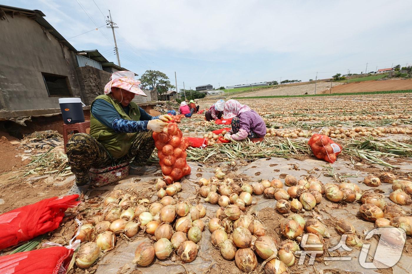 2일 양파 최대 주산지인 전남 무안군 운남면 양파밭에서 농민들이 양파수확에 구슬땀을 흘리고있다. 2024.6.2/뉴스1 ⓒ News1 김태성 기자
