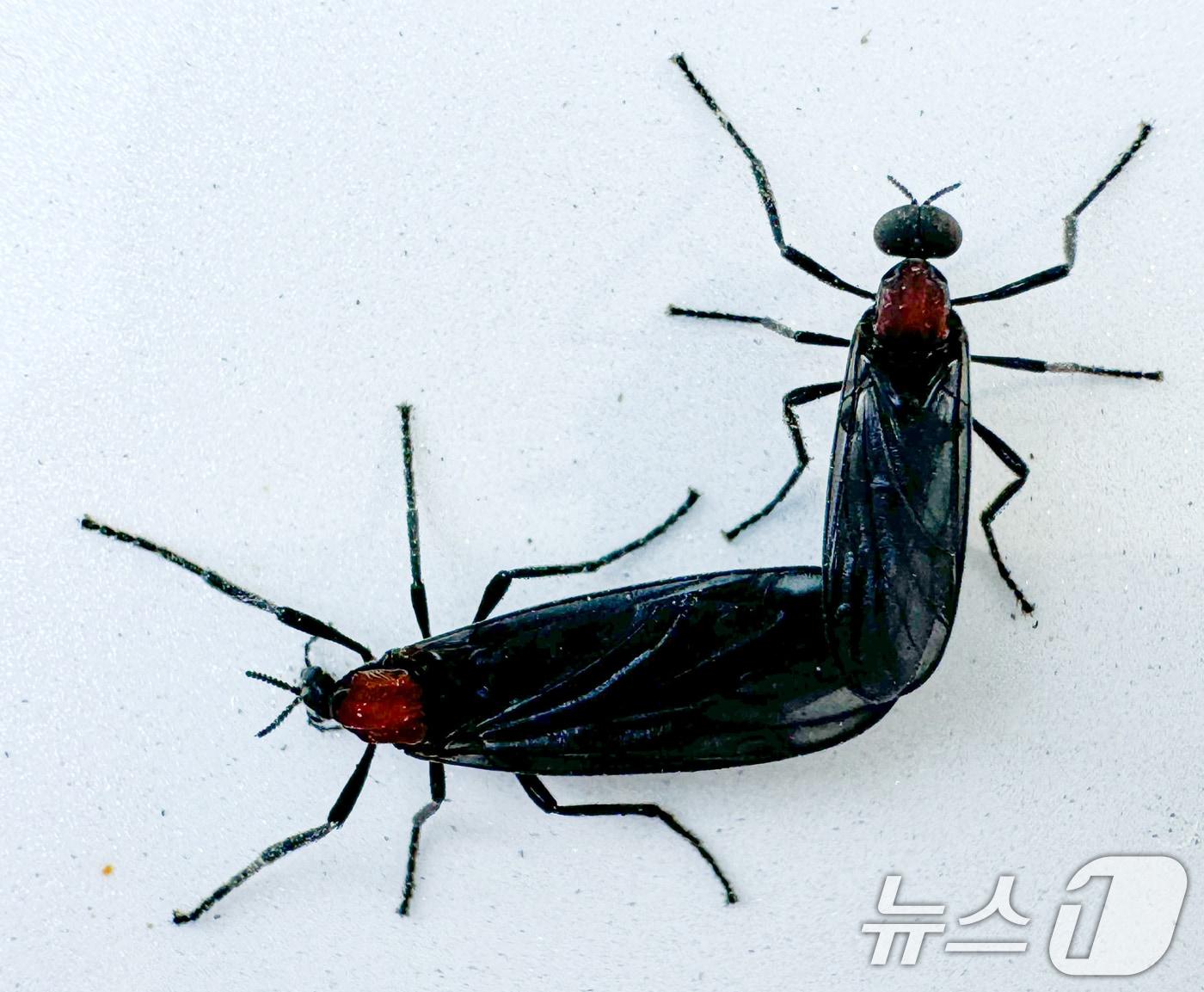 본문 이미지 - 일명 '러브버그'로 알려진 붉은등우단털파리가 수도권 도심 곳곳에서 기승을 부리고 있다. 2024.6.20/뉴스1 ⓒ News1 이재명 기자