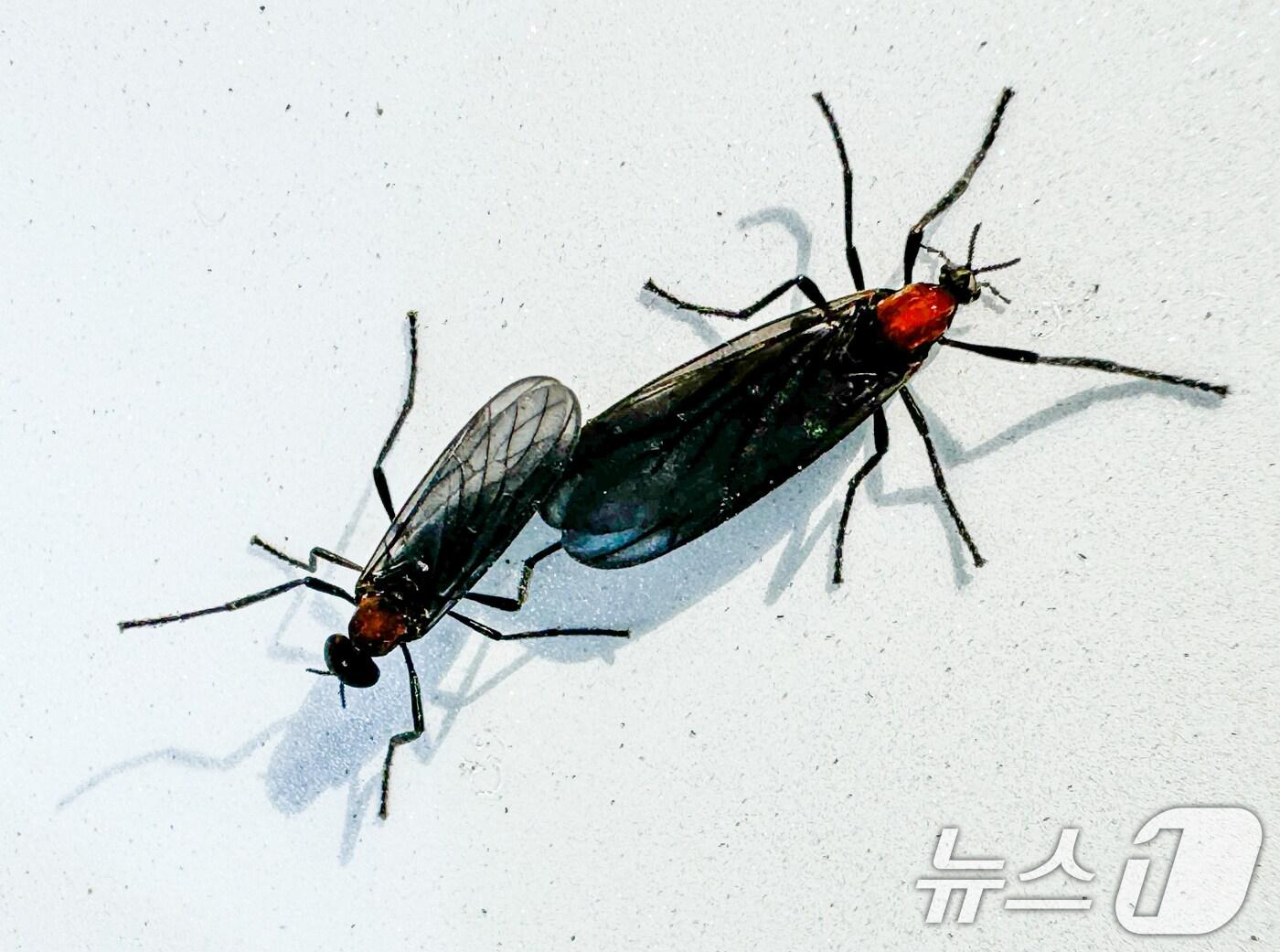 본문 이미지 - '러브버그'로 알려진 붉은등우단털파리.2024.6.20/뉴스1 ⓒ News1 이재명 기자