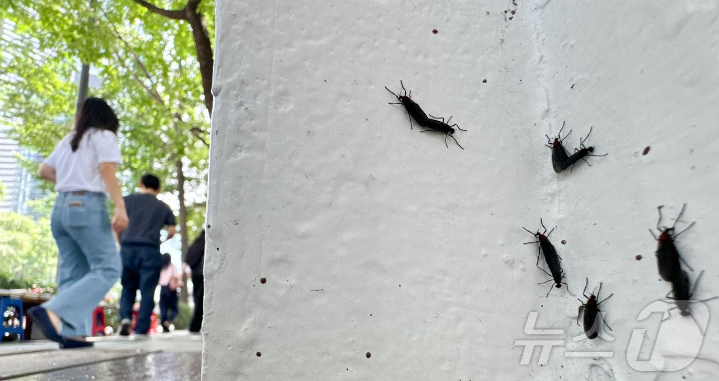 일명 &#39;러브버그&#39;로 알려진 붉은등우단털파리가 수도권 도심 곳곳에서 기승을 부리고 있다.  사진은 지난해 6월20일 서울 도심에 출몰한 러브버그의 모습. 2024.6.20/뉴스1 ⓒ News1 이재명 기자