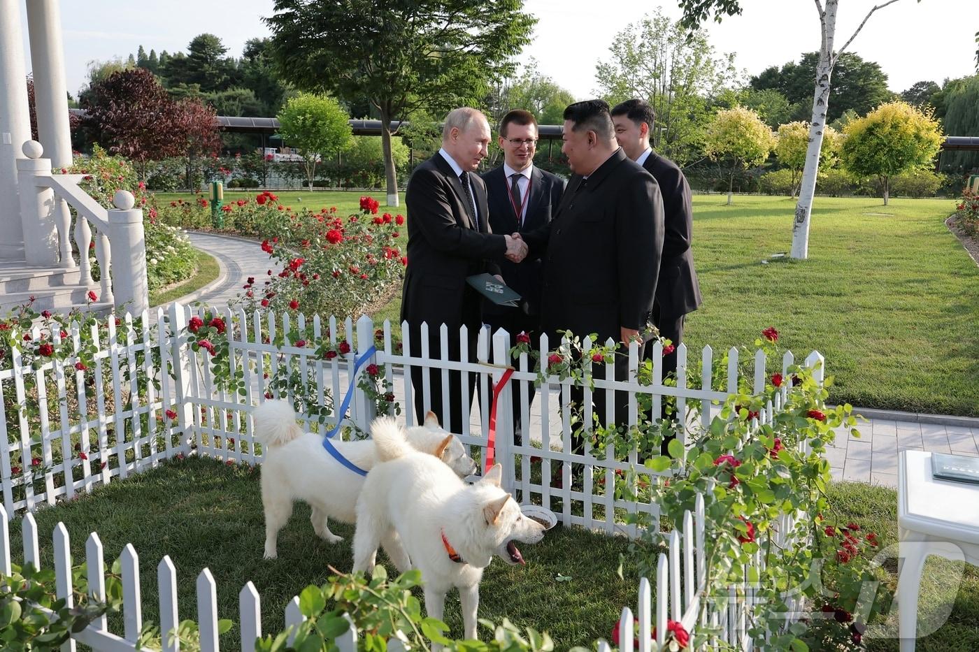 본문 이미지 - (평양 노동신문=뉴스1) = 북한 김정은 노동당 총비서가 블라디미르 푸틴 러시아 대통령에 풍산개를 선물하는 모습. [국내에서만 사용가능. 재배포 금지. DB 금지. For Use Only in the Republic of Korea. Redistribution Prohibited] rodongphoto@news1.kr