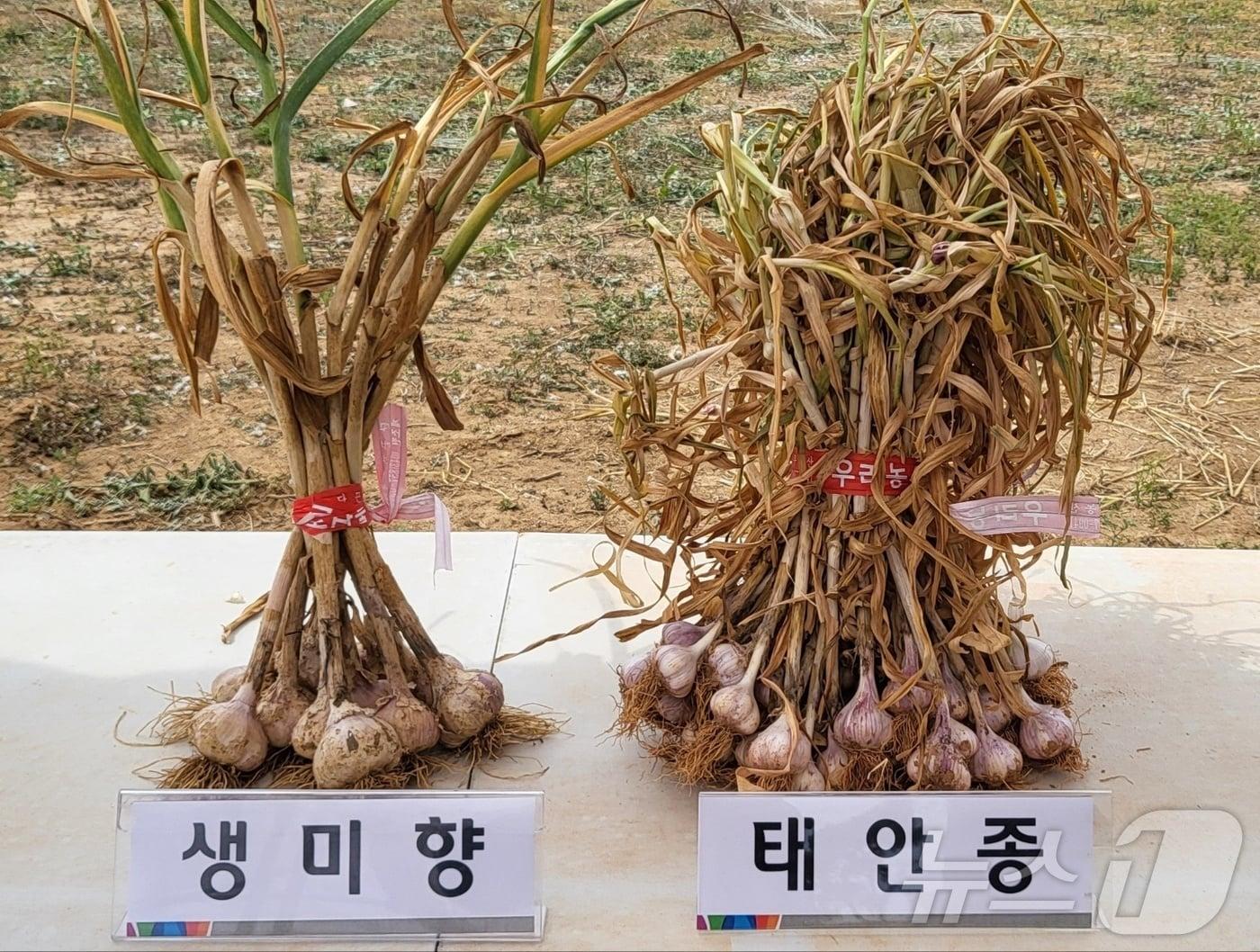본문 이미지 - 순한 마늘 ‘생미향’(왼쪽)과 ‘태안종’ 품종. (충남도 제공) /뉴스1