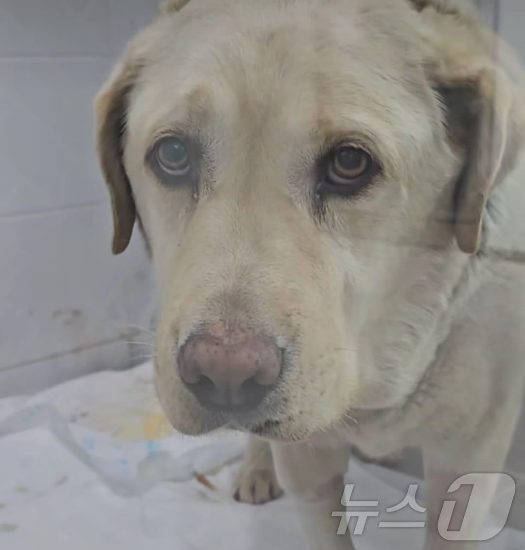 본문 이미지 - 동물보호단체로부터 구조돼 회복 중인 레트리버.(강릉지역 동물보호소 '미소사랑' SNS 캡처)