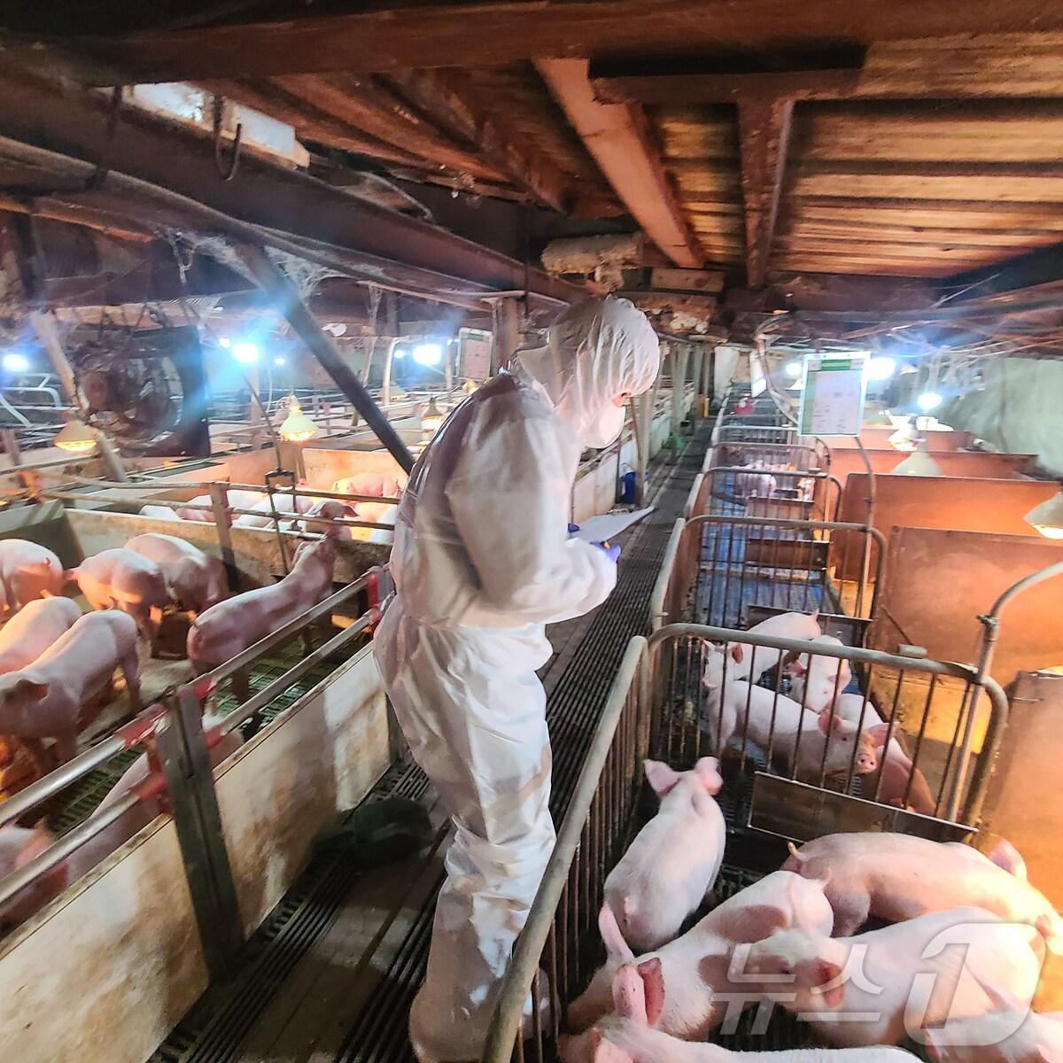 본문 이미지 - 지난 19일 대구 군위군 2곳에서 야생멧돼지가 아프리카돼지열병(ASF)에 감염됐다. 수의사가 돼지사육농장에서 임상검사를 벌이고 있다.(대구시 제공)