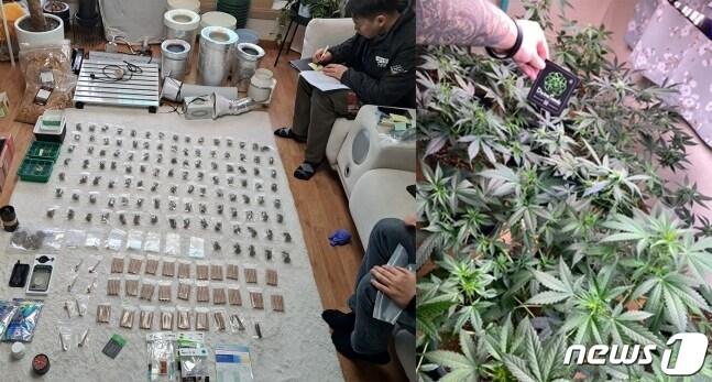 본문 이미지 - 우즈베키스탄인 A씨의 집에서 발견된 대마초. &#40;울산해양경찰서제공&#41;