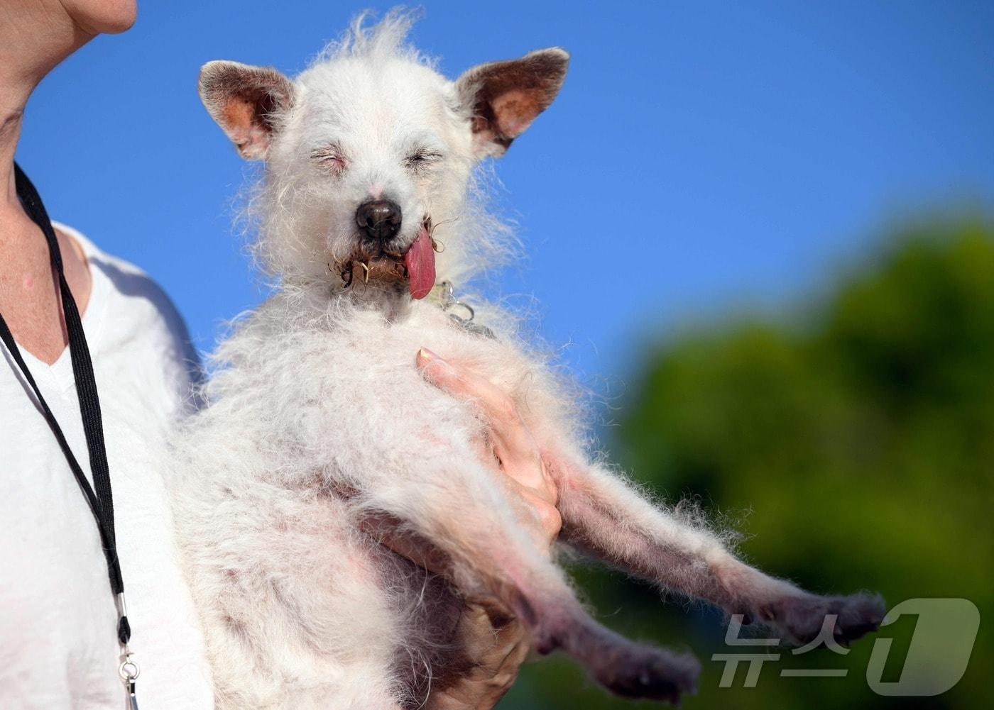 본문 이미지 - 21일 미국 캘리포니아주 페탈루마 소노마 마린페어에서 개최된 '세계에서 가장 못생긴 개' 연례 선발대회의 심사위원이 참가견 데이지 매를 살펴보고 있다. 2024.06.22 ⓒ AFP=뉴스1 ⓒ News1 강민경기자