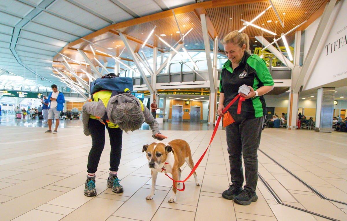 본문 이미지 - 이름이 같은 Lassie처럼 일곱 마리의 LASI 개도 도움이 될 때 빛을 발한다. 프로그램이 2017년에 시작되었지만, 이 홍보대사들은 이미 분주한 밴쿠버 공항의 직원과 여행객들에게 큰 인상을 남겼으며 심지어 울고 있는 승객 한 명이 비행에 대한 두려움을 극복하도록 도왔다.2024.06.20/&lt;출처: 밴쿠버 국제공항 제공&gt;