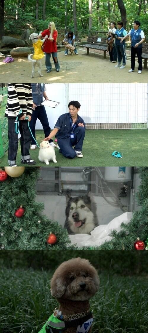 본문 이미지 - 사진=KBS 2TV '개는 훌륭하다'