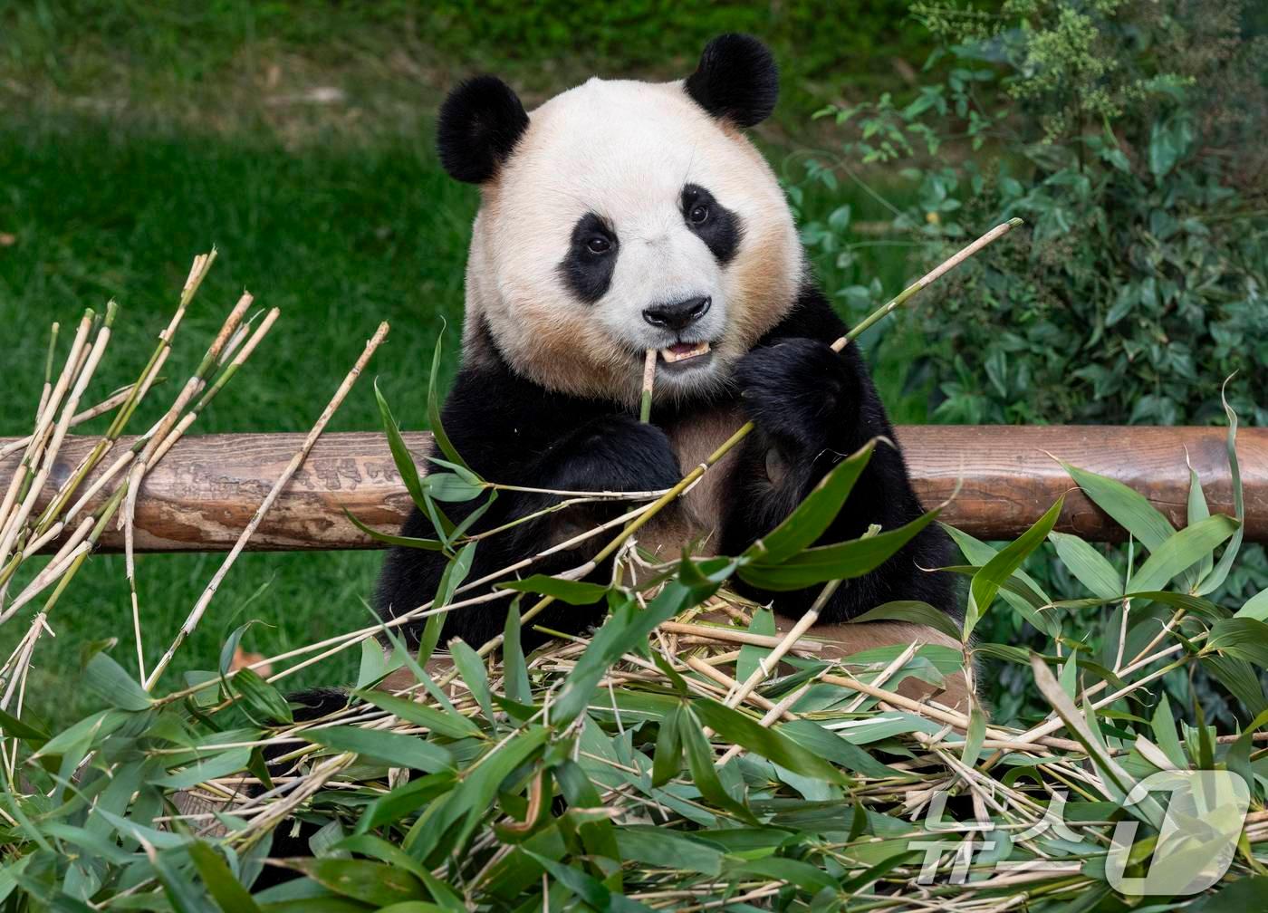 본문 이미지 - 대나무를 먹고 있는 푸바오. (삼성물산 리조트부문 제공) 2024.6.24/뉴스1