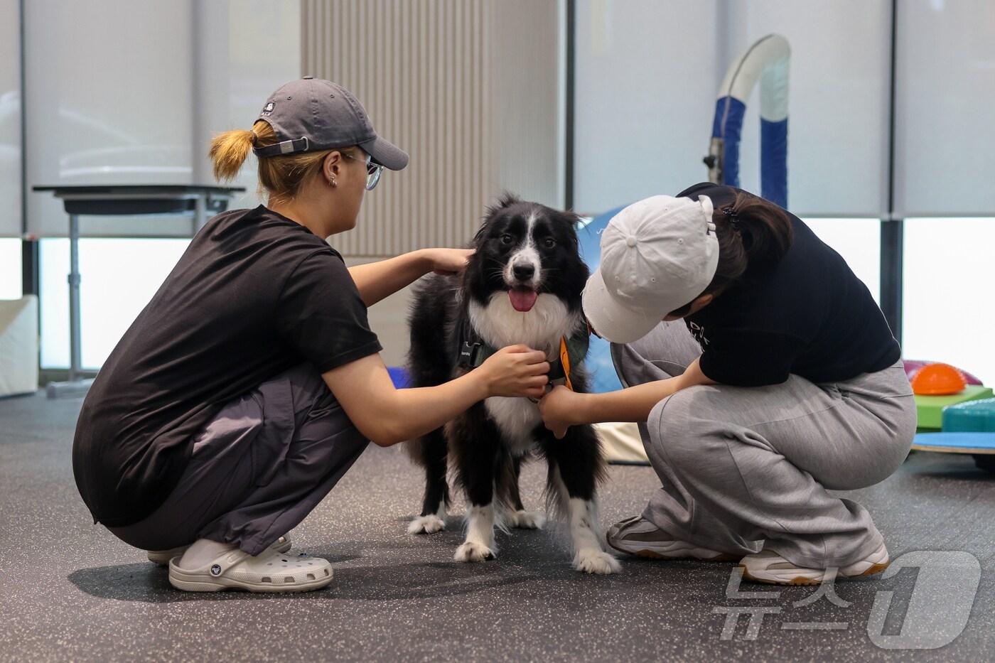 본문 이미지 - 경남정보대 반려동물학과 학생들이 실습을 하고있다.(경남정보대 제공)