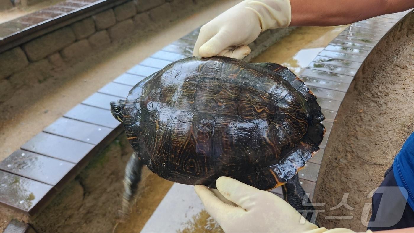 지난 22일 청주 두거비생태공원에서 발견된 리버쿠터(청주시 제공).2024.6.25/뉴스1