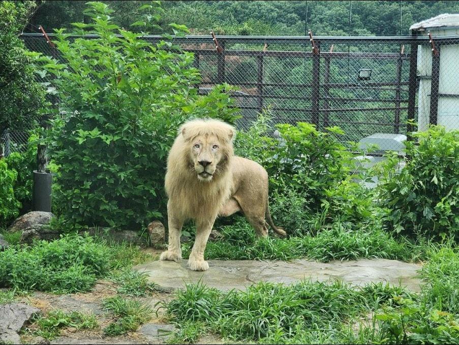 본문 이미지 - 25일 대구 스파밸리 네이처파크는 지난 17일 한 실내동물원에서 구조된 백사자가 넓은 야외방사장에서 처음 비를 맞는 모습을 인스타그램에 공개했다(네이처파크 제공). ⓒ 뉴스1