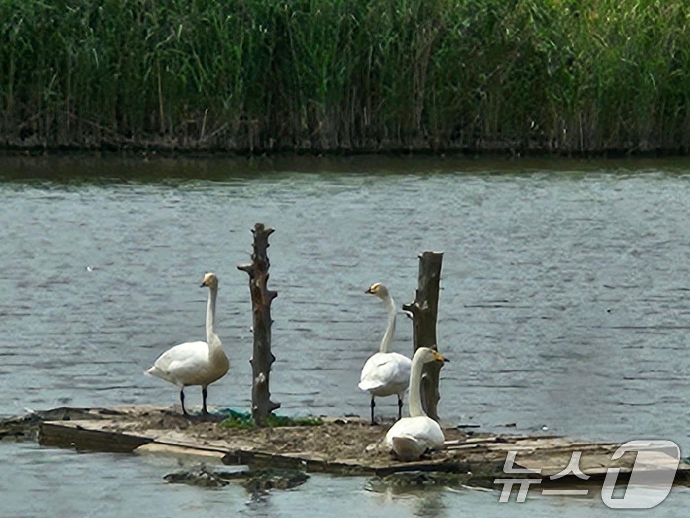 본문 이미지 - 낙동강 을숙도 철새공원에 모여 있는 큰고니 세쌍둥이. &#40;에버랜드 제공. 재판매 및 DB 금지&#41;