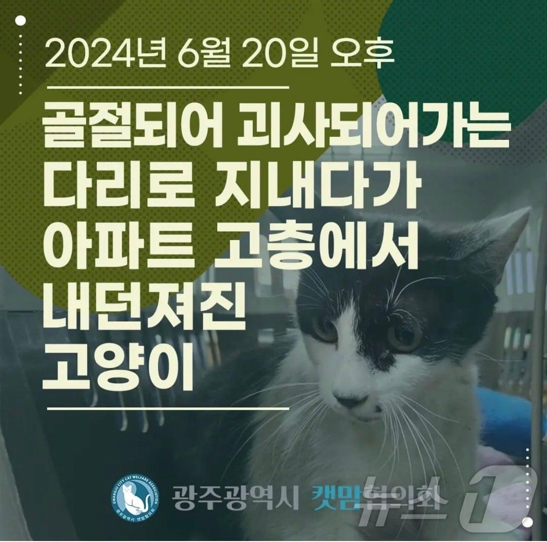 본문 이미지 - 광주광역시 캣맘협의회 SNS에 올라온 카드뉴스의 모습.&#40;SNS 갈무리&#41;2024.6.26/뉴스1