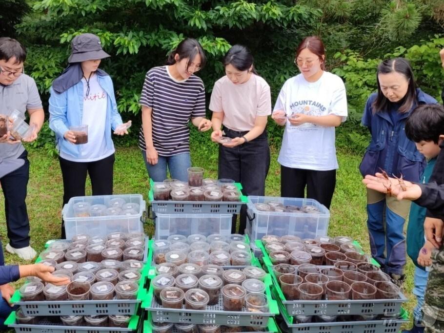 본문 이미지 -  제주테크노파크 생물종다양성연구소가 자체 인공증식한 멸종위기 야생생물 2급인 두점박이사슴벌레 300개체를 서귀포시 성산읍 오름 군락 일대 서식지에 방사하고 있다(제주테크노파크 제공)/뉴스1