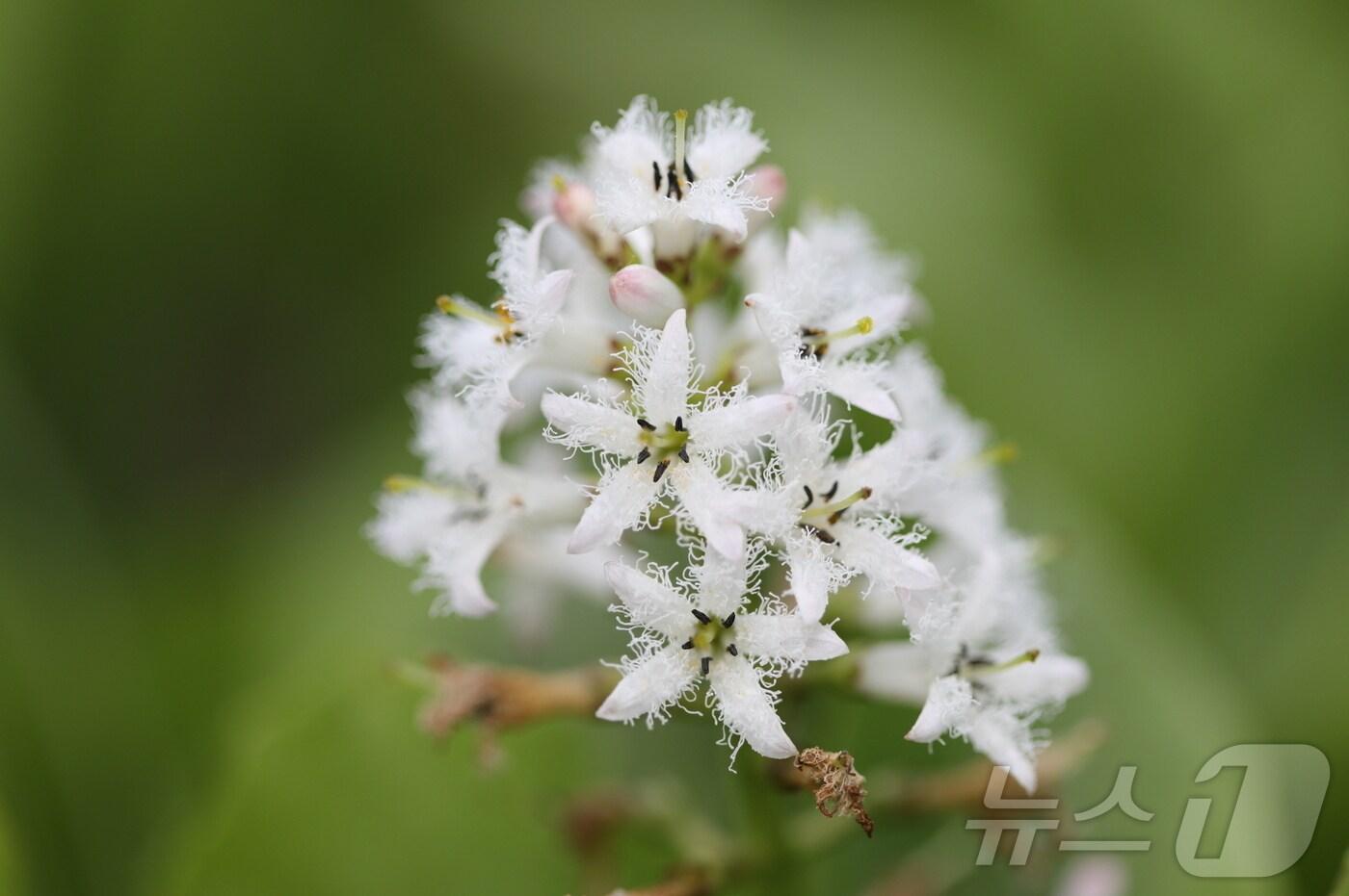  경북 봉화군 신규 자생지에서 개화한 조름나물 꽃(한국수목원정원관리원 제공) /뉴스1