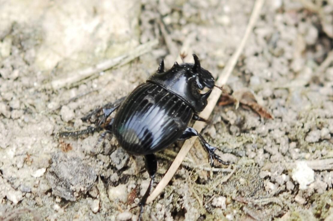본문 이미지 - 애기뿔소똥구리. &#40;순천향대 제공&#41; /뉴스1