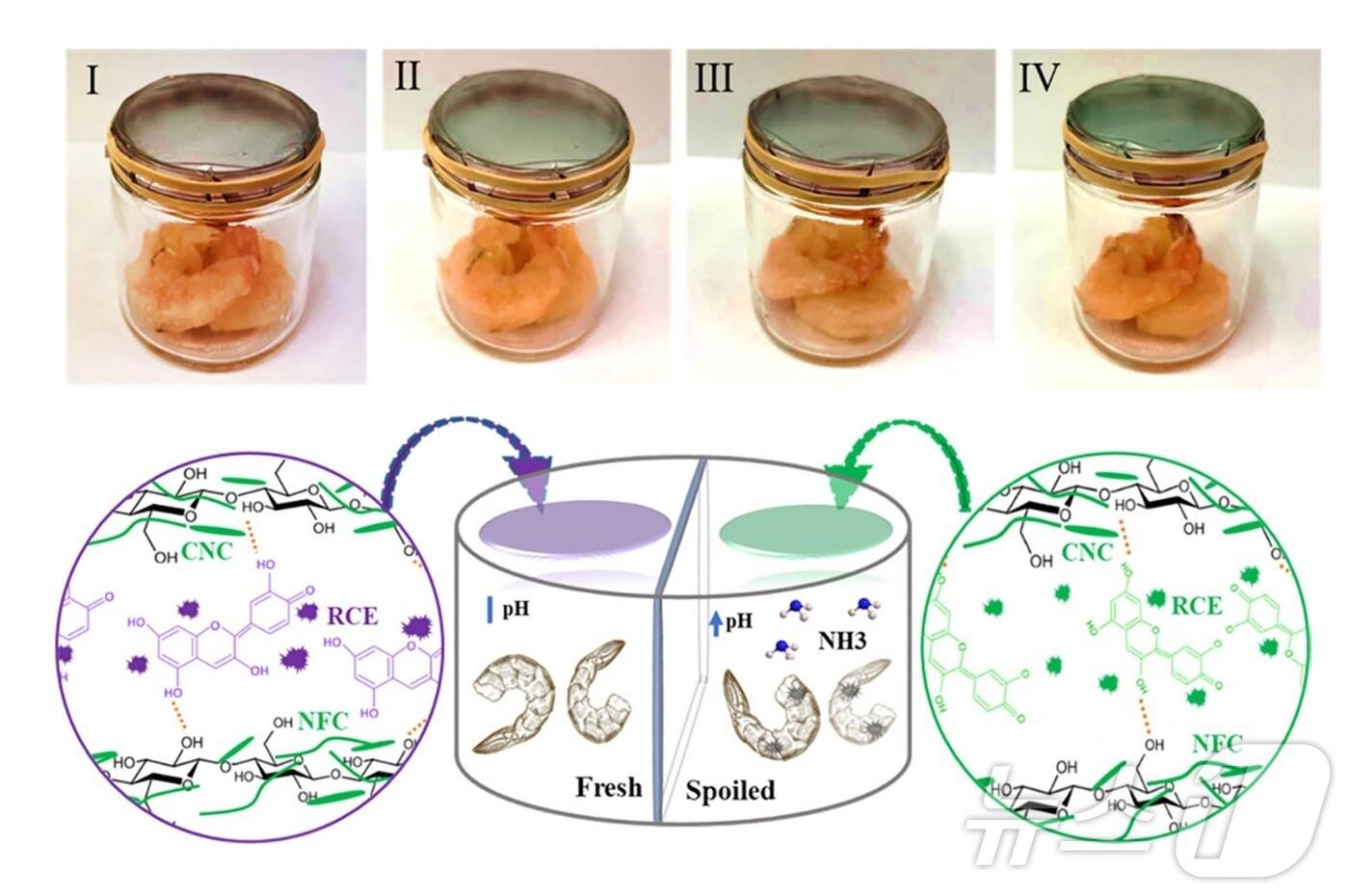 해산물 부패에 따른 개발 필름의 색변화 모습 (산림청 국립산림과학원 제공)/뉴스1 
