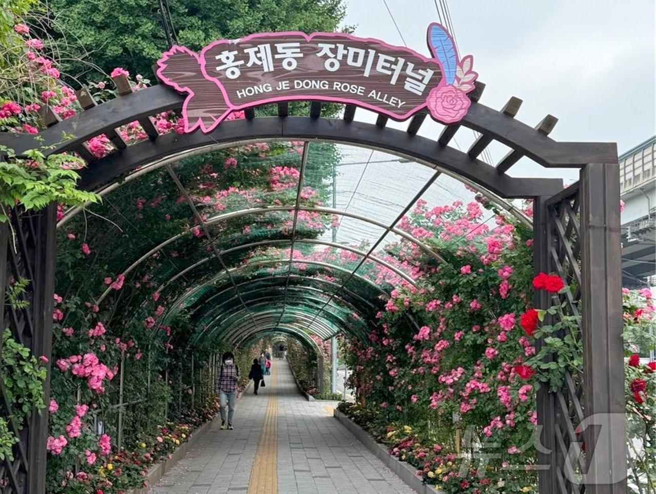 본문 이미지 - 홍제동 장미터널.(서대문구 제공)