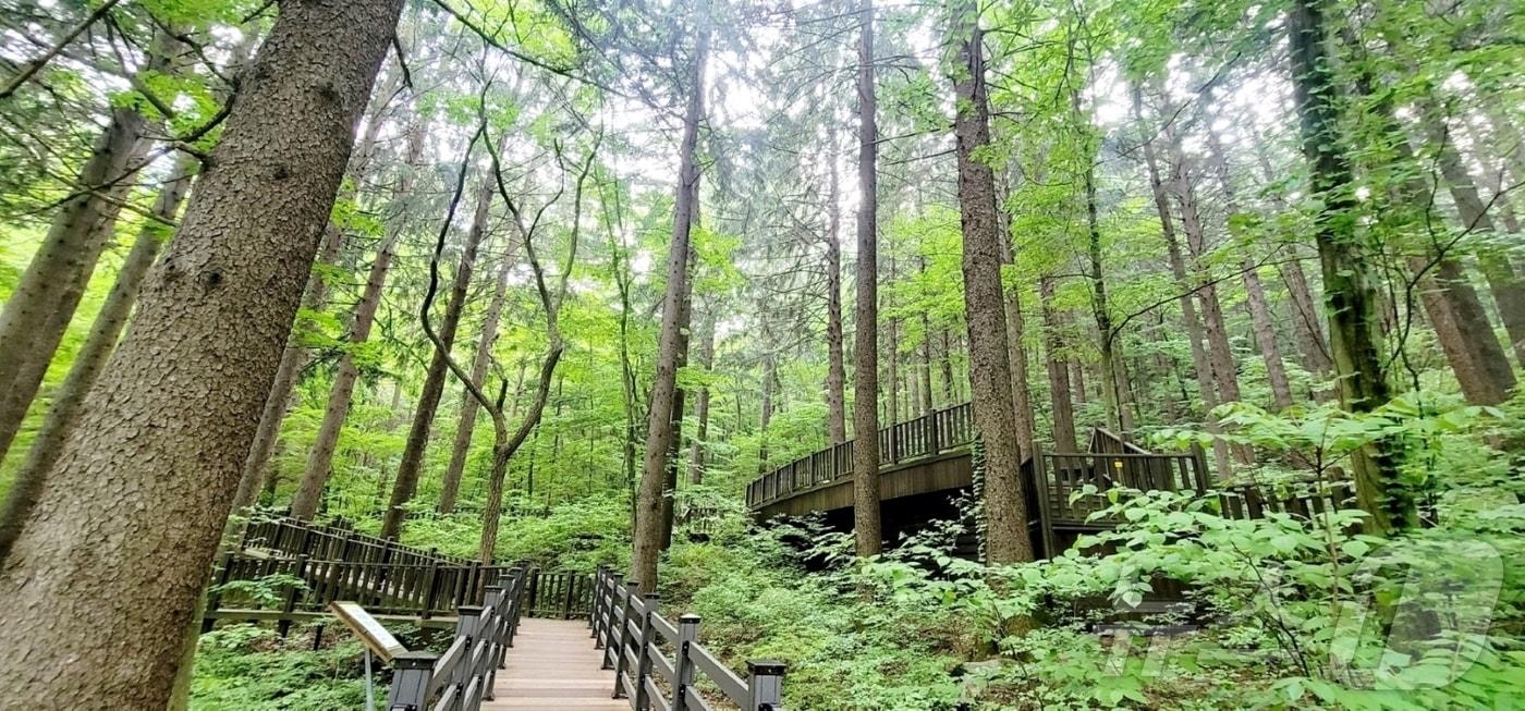 덕유산휴양림-독일가문비숲 데크로드 (산림청 국립자연휴양림관리소 제공)/뉴스1